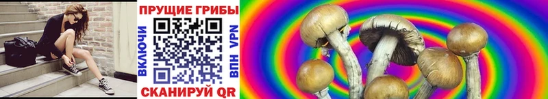 Галлюциногенные грибы Psilocybine cubensis  Щёлково 